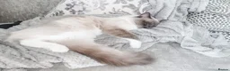 Ragdoll cats for sale: Beautiful 5 year old blue mitted ragdoll - Advert 8