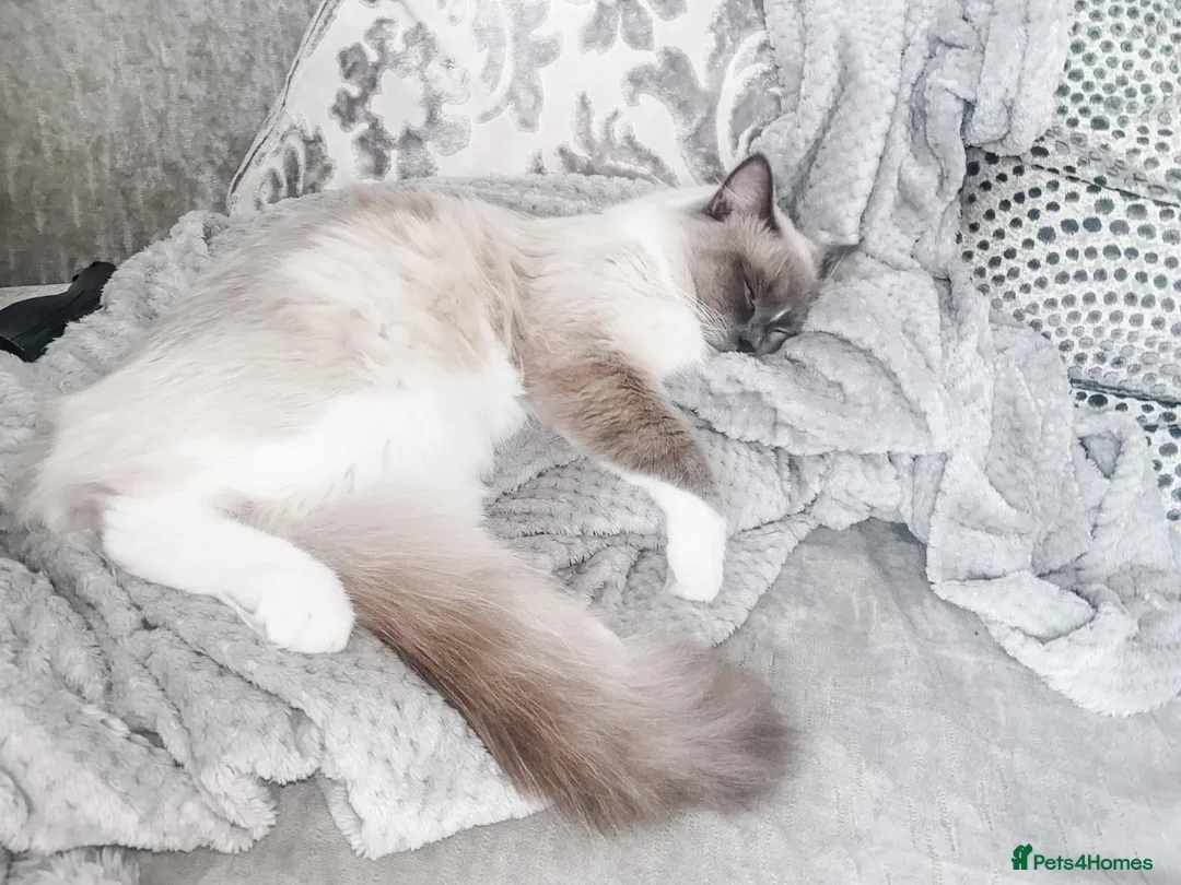 Ragdoll cats for sale: Beautiful 5 year old blue mitted ragdoll - Advert 8