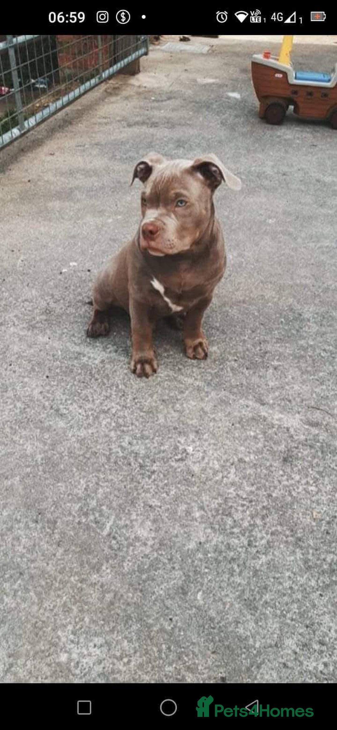 American Bulldog dogs for sale: Loki  - Advert 4