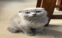 Scottish Fold cats for sale: Scottish fold and straight - Image 2
