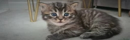 Mixed Breed cats for sale: 2 beautiful kittens - Advert 12