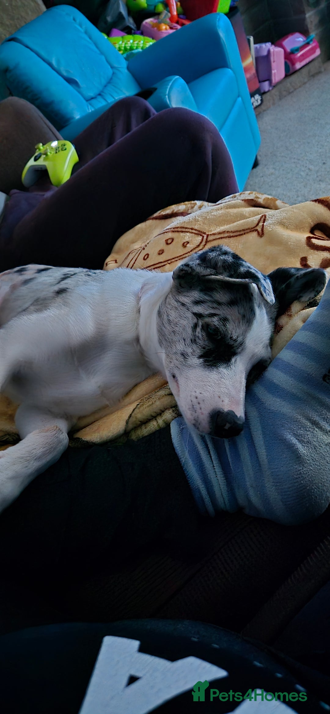 Mixed Breed dogs for sale: Reluctant sale of puppy - Image 4