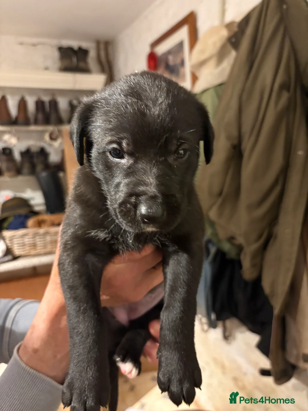 Mixed Breed dogs for sale: Whippet x Bedlington x Huntaway - Advert 12