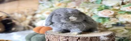 Mini Lop rabbits for sale: Mini lop babies  - Advert 3