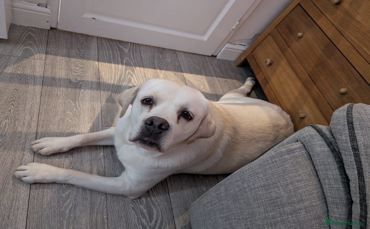 Labrador Retriever dogs - Advert 9