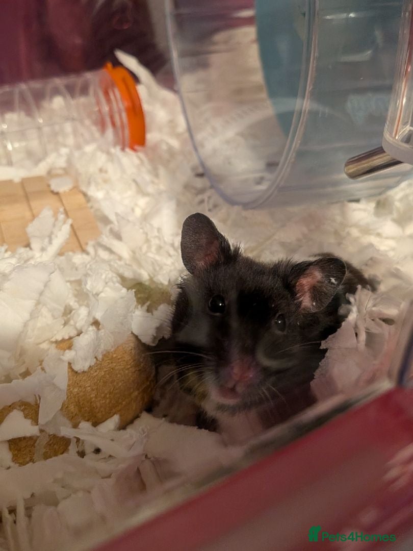 Hamster rodents B&W Male Syrian hamster cage and accessories  - Advert 4
