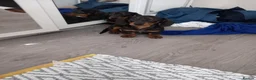 Dachshund dogs for sale: Dashound - Advert 5
