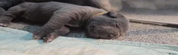 Cane Corso dogs for sale: Cane Corso Puppies - Advert 27