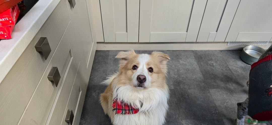 Border Collie dogs for sale: Beautiful EE-Red/Golden Long Haired Border Collies - Advert 6