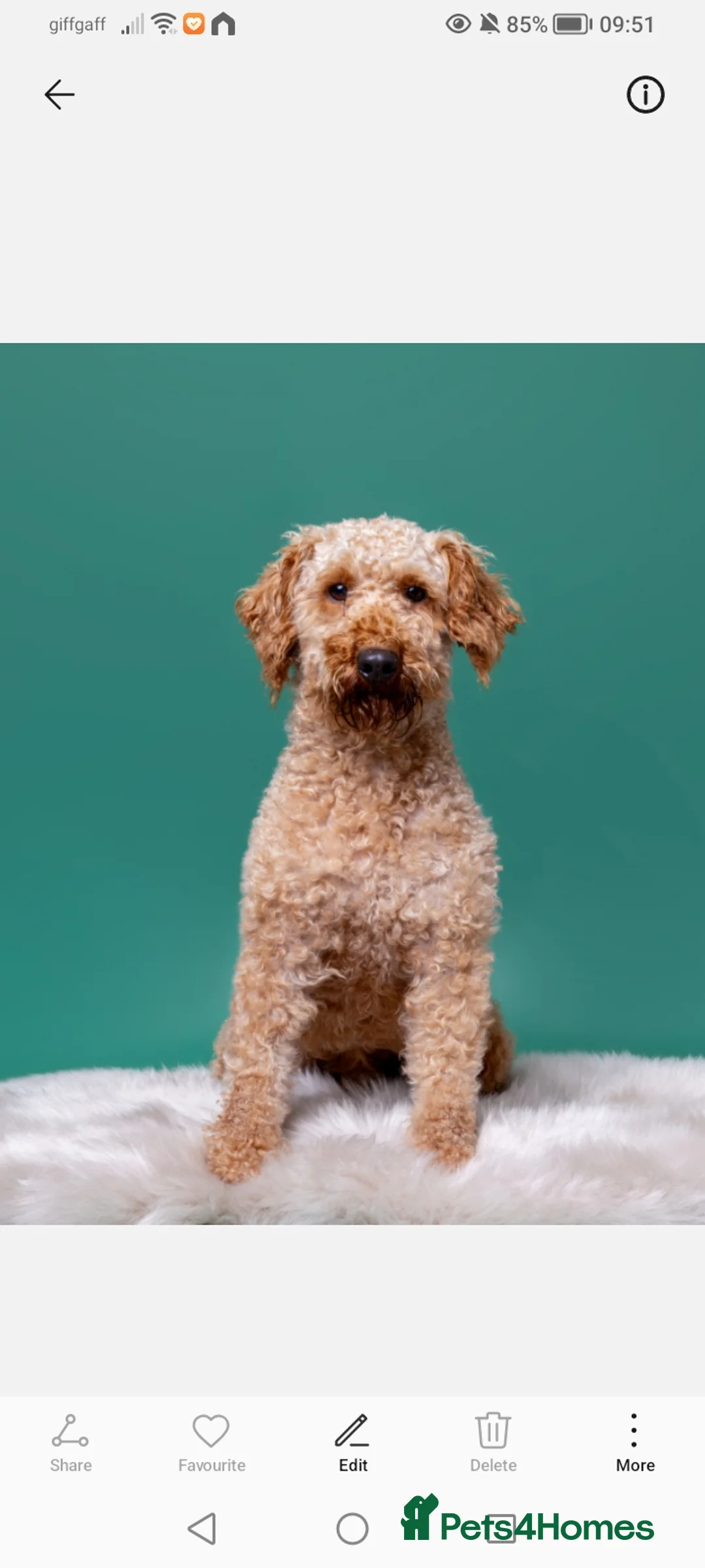 Cavapoo dogs for sale: 4 beautiful cavapoo boy pups - Advert 2