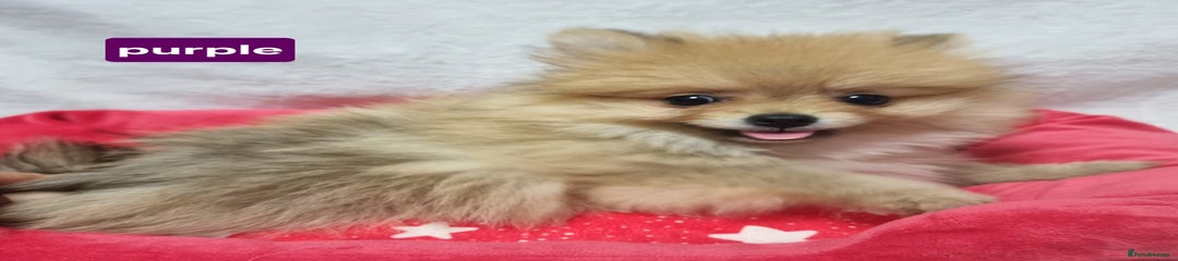 Pomeranian Puppy 4 (purple) 