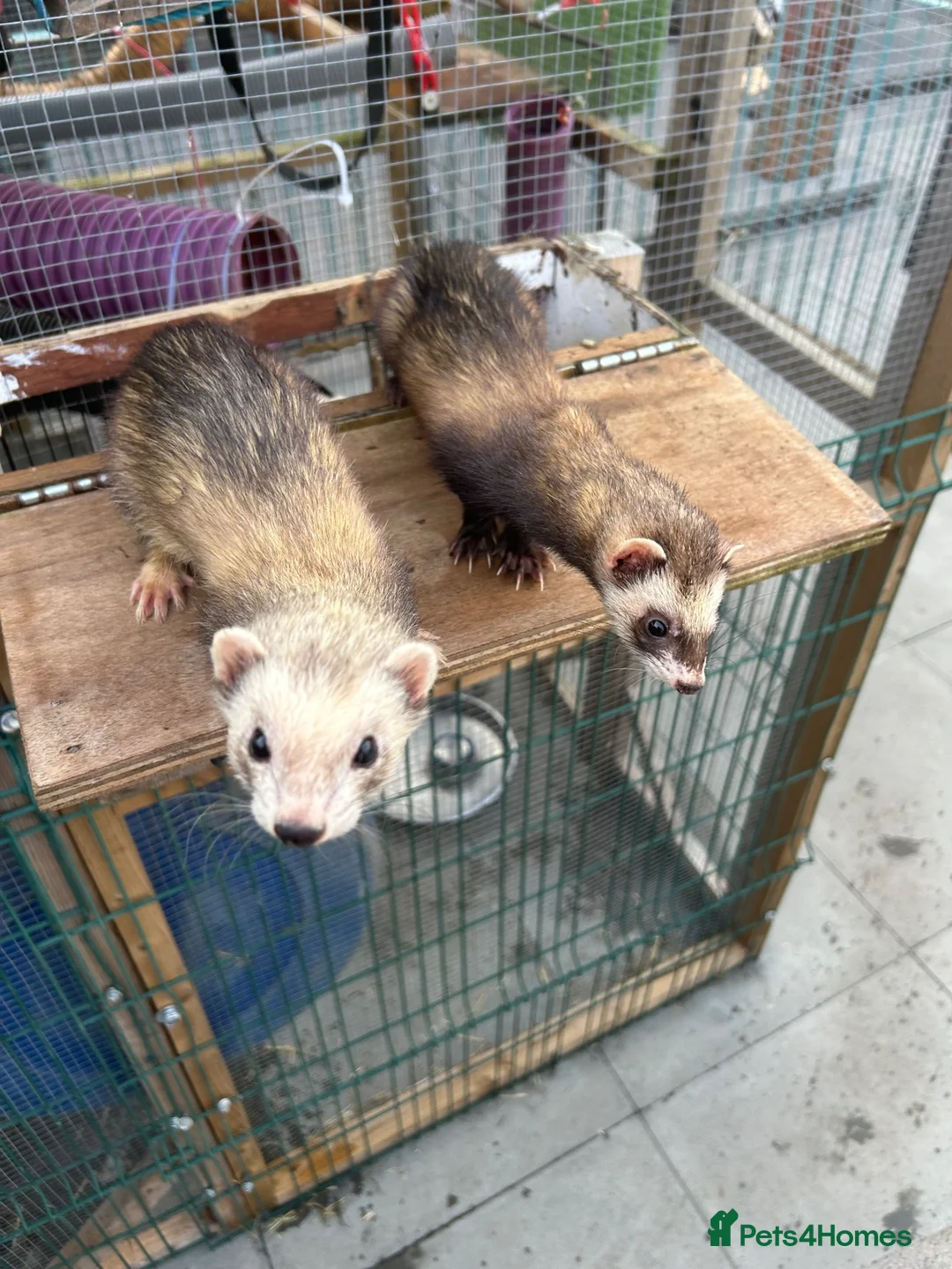 Ferret rodents for sale: Ferrets for sale – 2 males & 4 females - Advert 5
