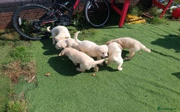 Golden Retriever dogs for sale: 9 weeks old golden retriever puppy’s  - Image 3