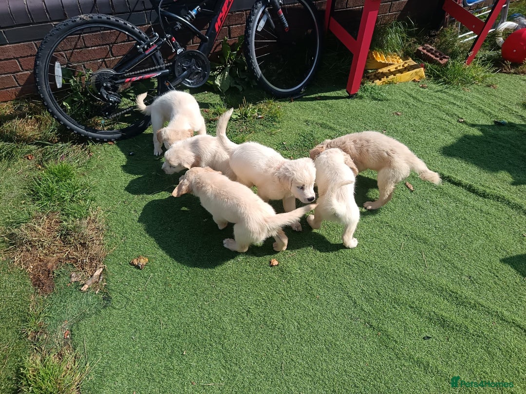 Golden Retriever dogs for sale: 9 weeks old golden retriever puppy’s  - Image 3