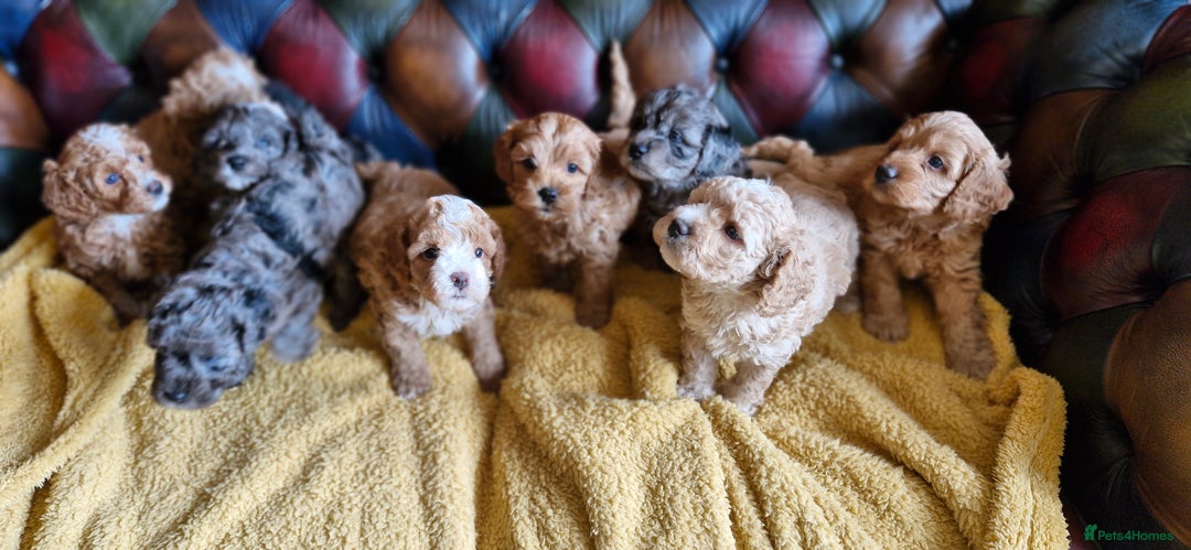 Cavapoo dogs for sale: Gorgeous f1b Cavapoo puppys.Health tested parents  - Image 35