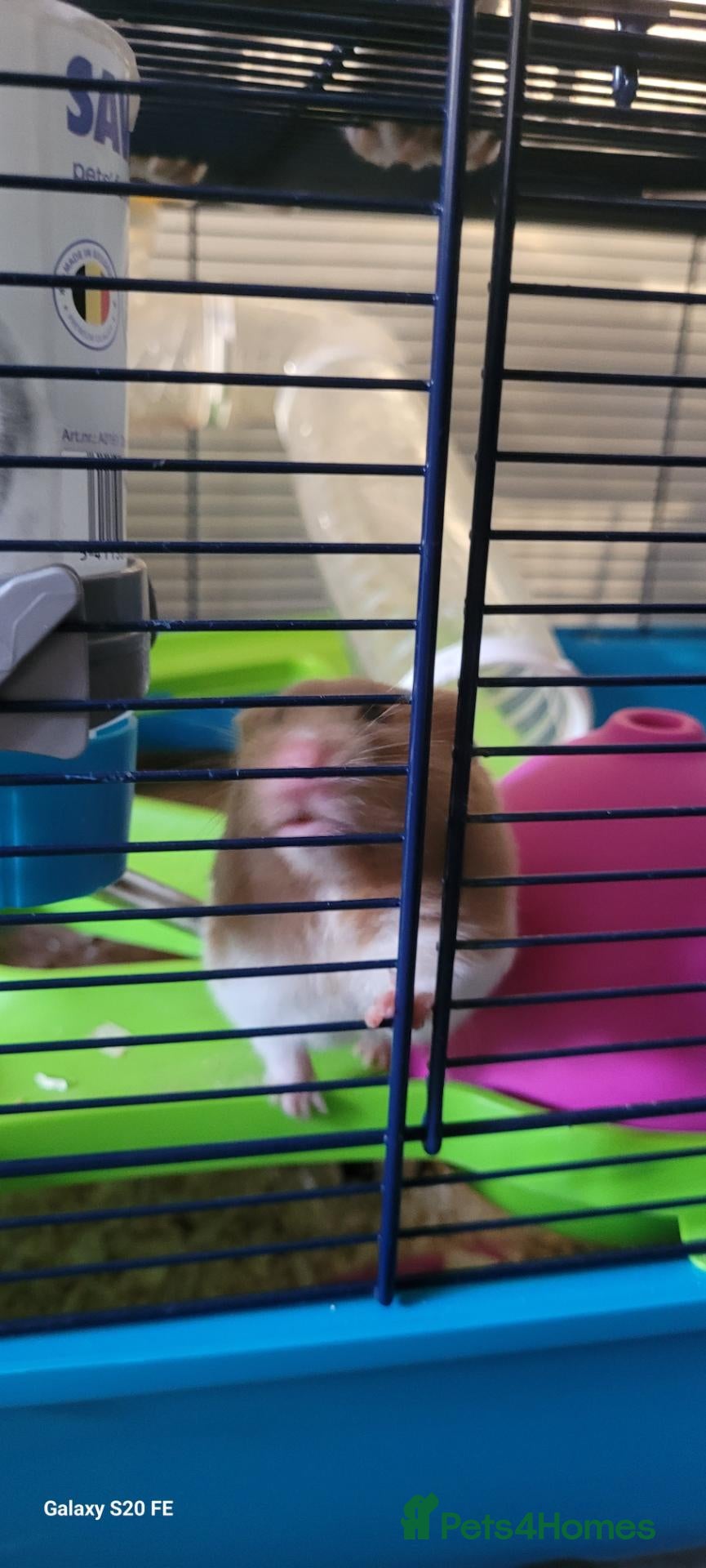 Hamster rodents Hamster - Advert 8