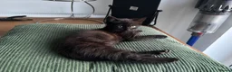 Mixed Breed cats for sale: Tortoiseshell kitten ready for new home in Canterbury - Advert 5