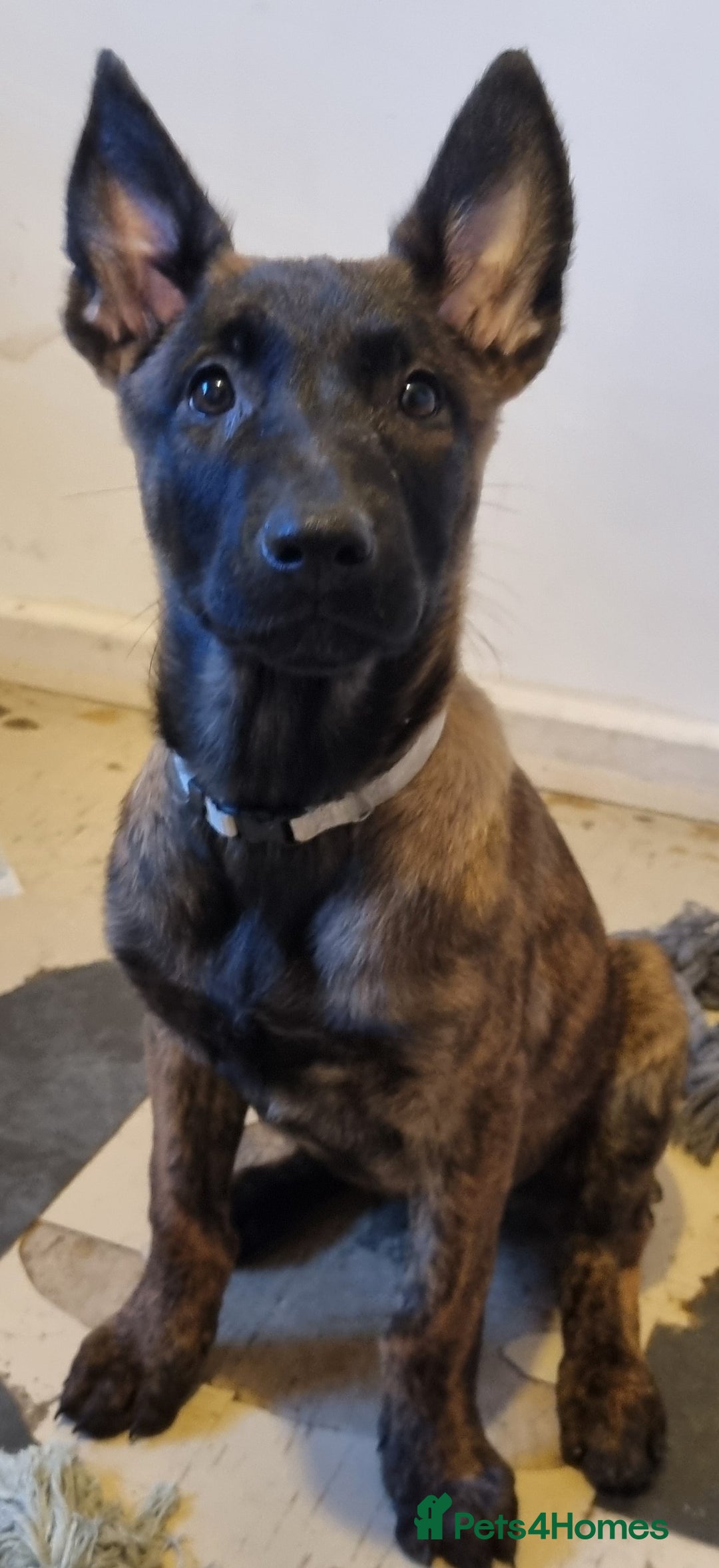 Belgian Shepherd Dog dogs for sale: READY TO GO Mother is Dutch Herder x Malinois  - Advert 32