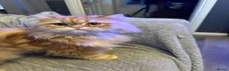 Persian cats for sale: Gorgeous Persian kittens 😍 - Advert 8