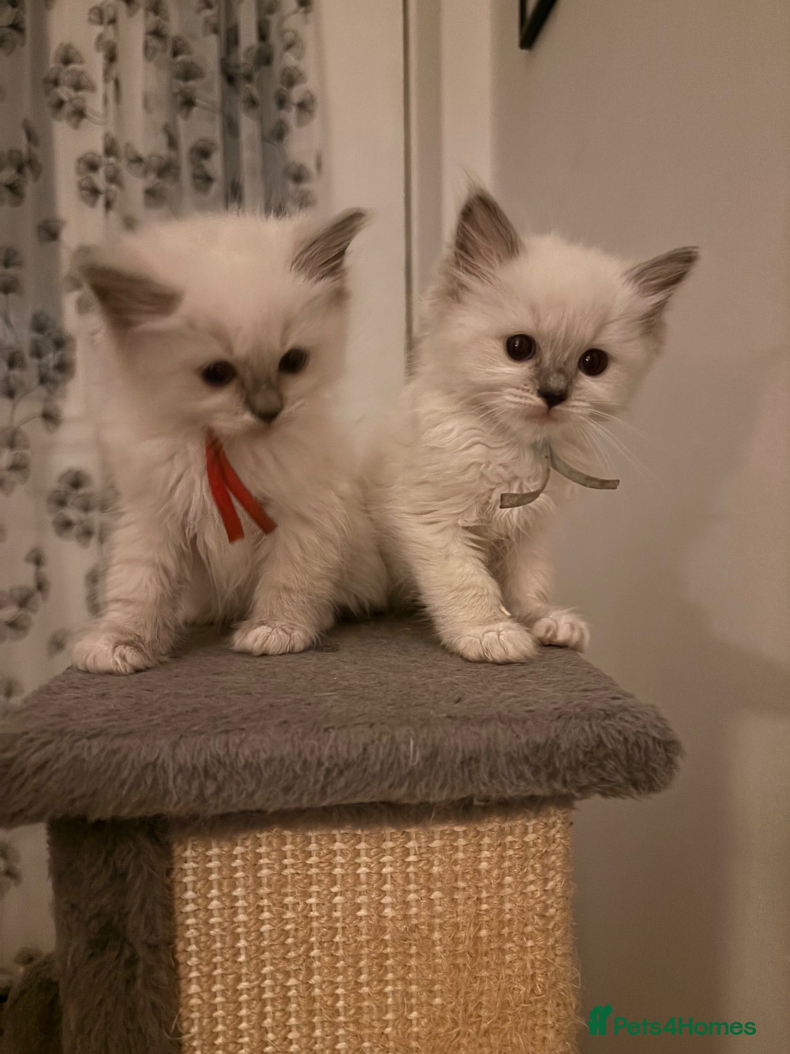 Ragdoll cats 🐾💙 GORGEOUS RAGDOLL KITTENS  - Advert 10