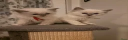 Ragdoll cats for sale: 🐾💙 GORGEOUS RAGDOLL KITTENS  - Advert 19