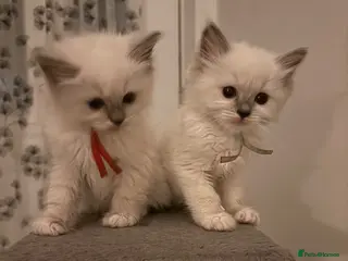 Ragdoll cats 🐾💙 GORGEOUS RAGDOLL KITTENS - Advert 3