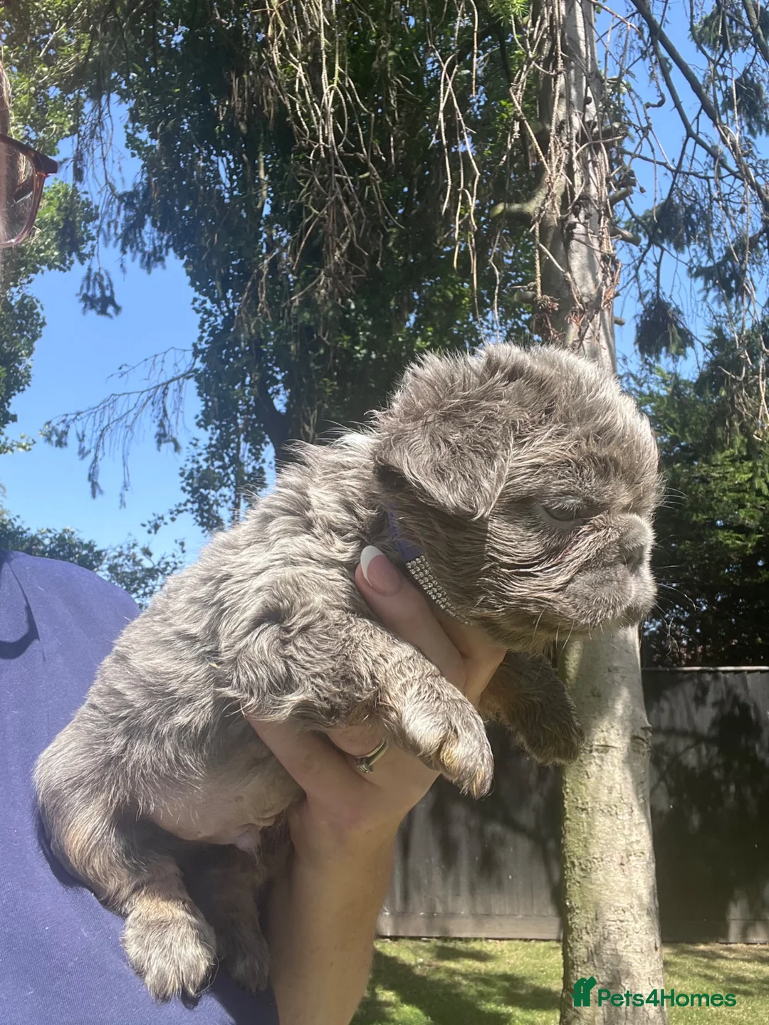 French Bulldog dogs for sale: BEAUTIFUL FLUFFY FRENCH BULLDOG PUPPIES - Advert 33