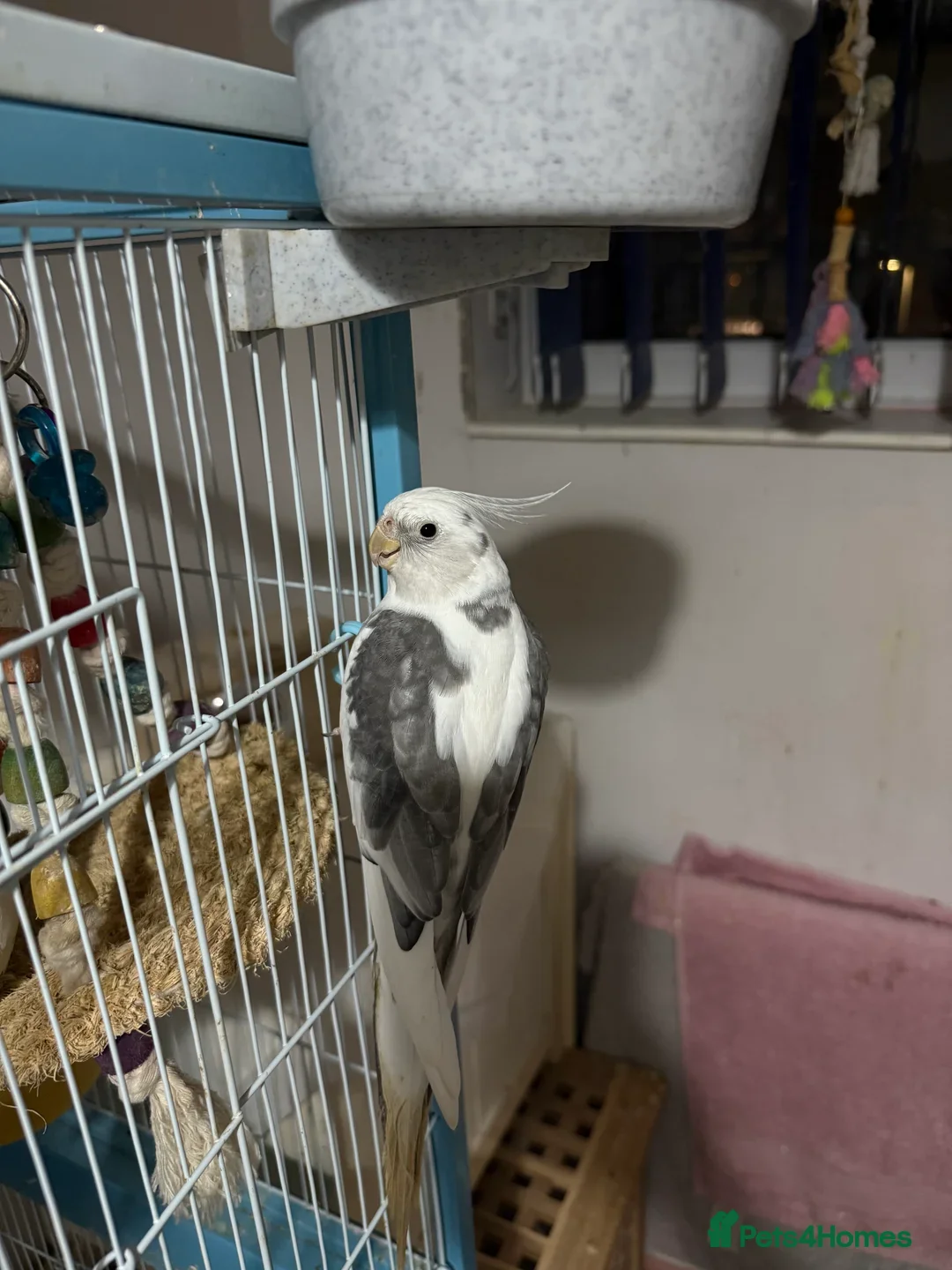 Cockatiels birds for sale: Tame cockatiels  - Advert 3