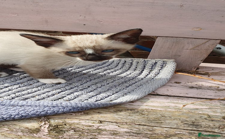 Mixed Breed cats - Advert 11