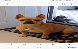 French Bulldog dogs for sale: 3yr old  female , frenchie cross pocket bully - Image 4
