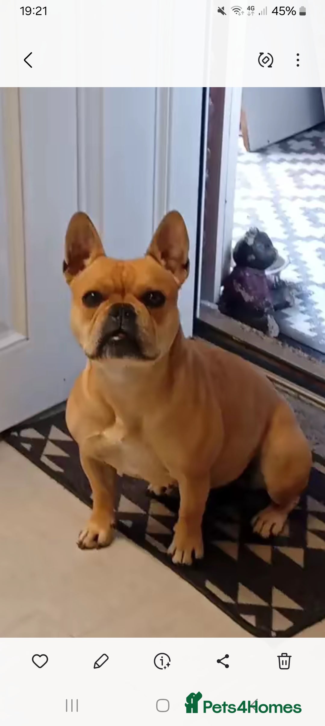 French Bulldog dogs for sale: 3yr old  female , frenchie cross pocket bully - Image 4