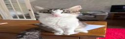 Mixed Breed cats for sale: 3 beautiful kittens for sale  in Taunton - Advert 7