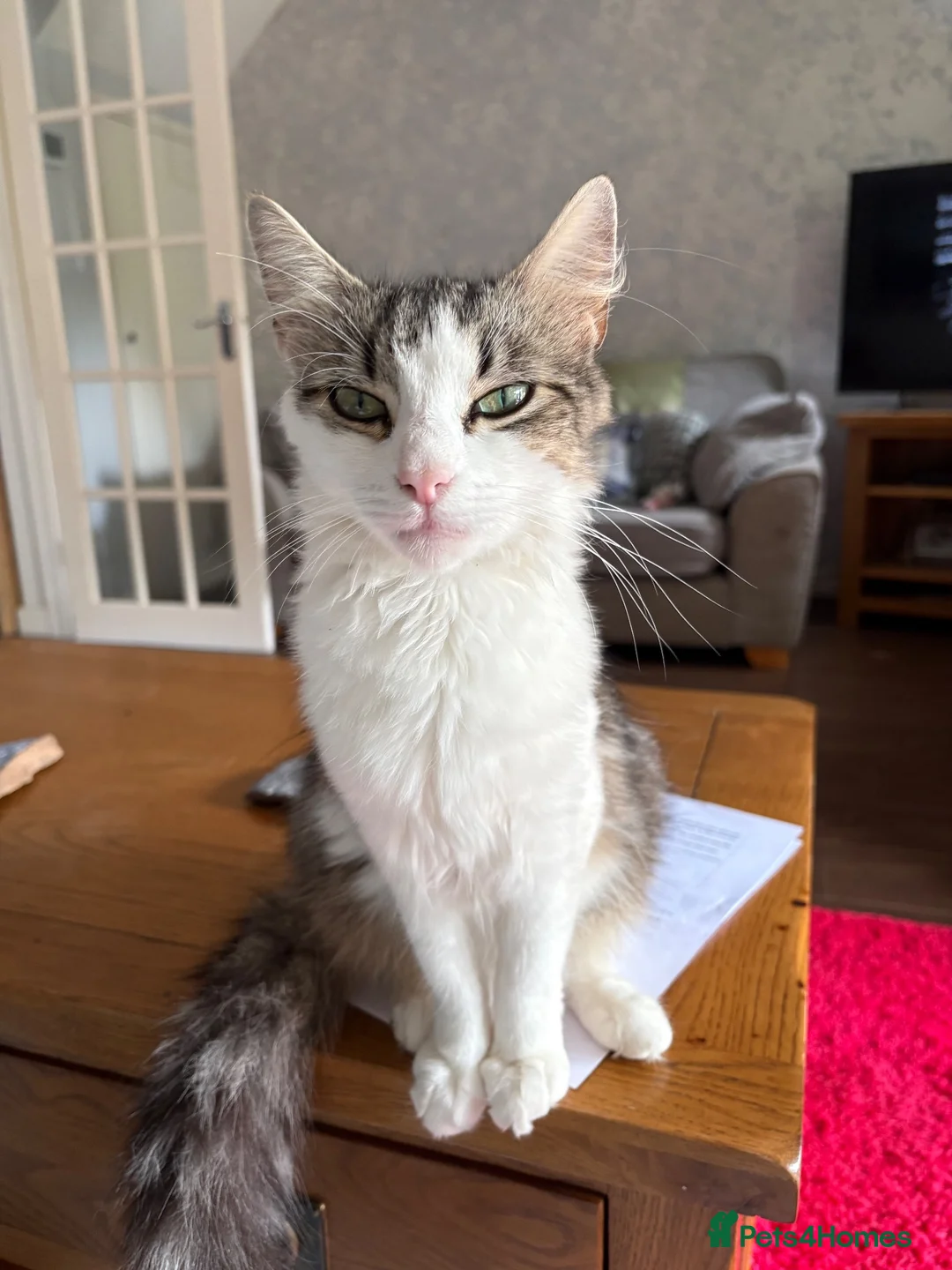 Mixed Breed cats for sale: 3 beautiful kittens for sale  in Taunton - Advert 7