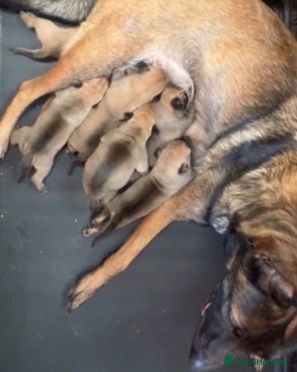 Mixed Breed dogs Two exceptional female puppies available  - Advert 2