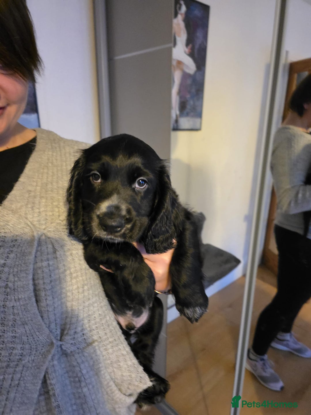 English Springer Spaniel dogs for sale: Spaniel puppies 1 Girl & 3 Boys  - Advert 1