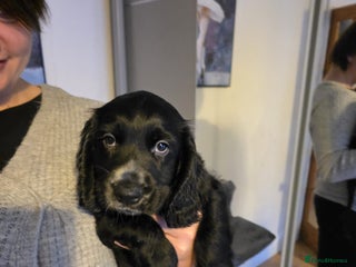 English Springer Spaniel dogs Spaniel puppies 1 Girl & 3 Boys - Advert 3