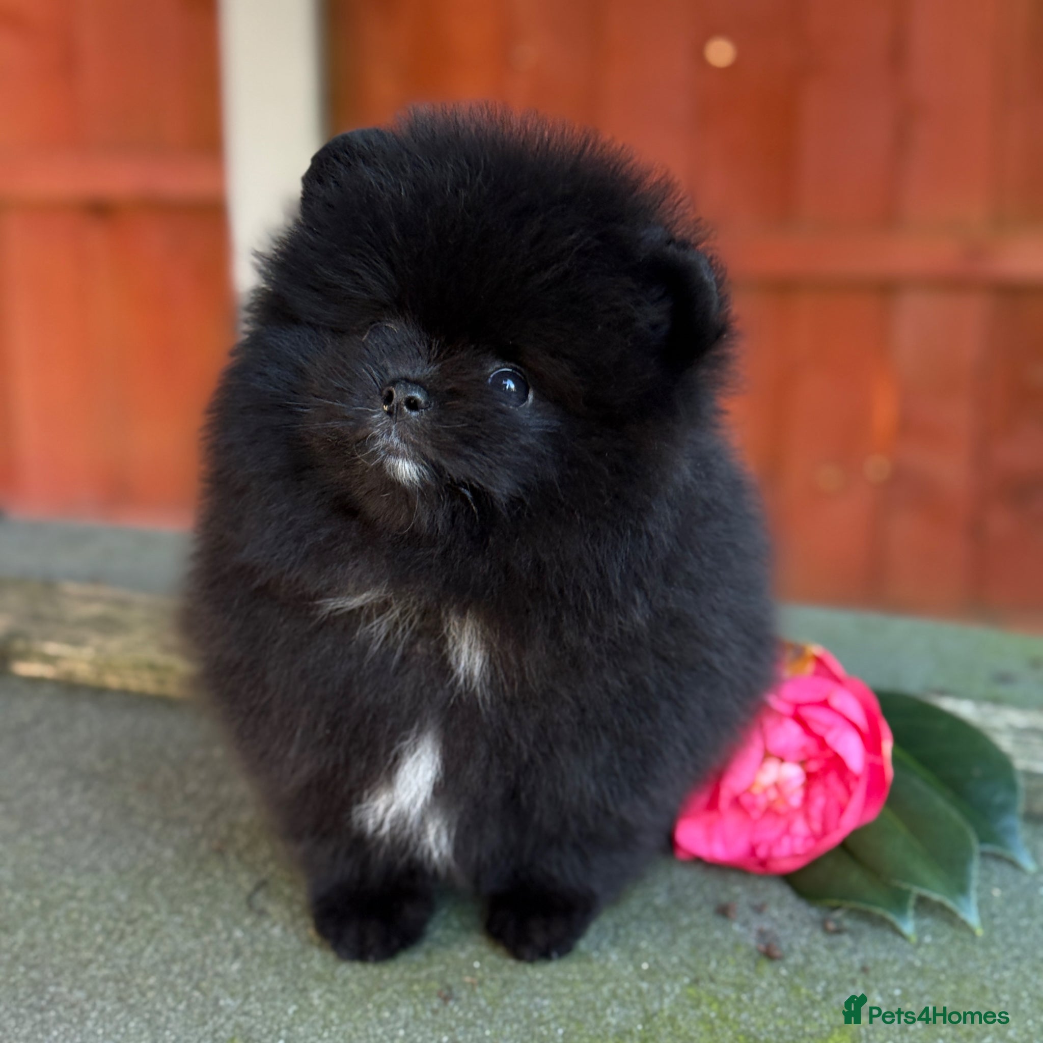 Pomeranian dogs Black Pomeranian puppy’s  - Advert 1