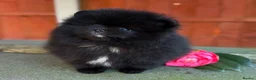Pomeranian dogs for sale: Teddy bear Black Pomeranian girl - Advert 4