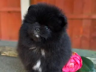 Pomeranian dogs Black Pomeranian puppy’s - Advert 1