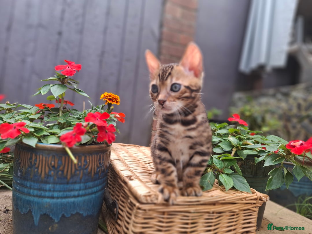 Bengal cats for sale: Stunning pure Bengal Kittens - Image 26