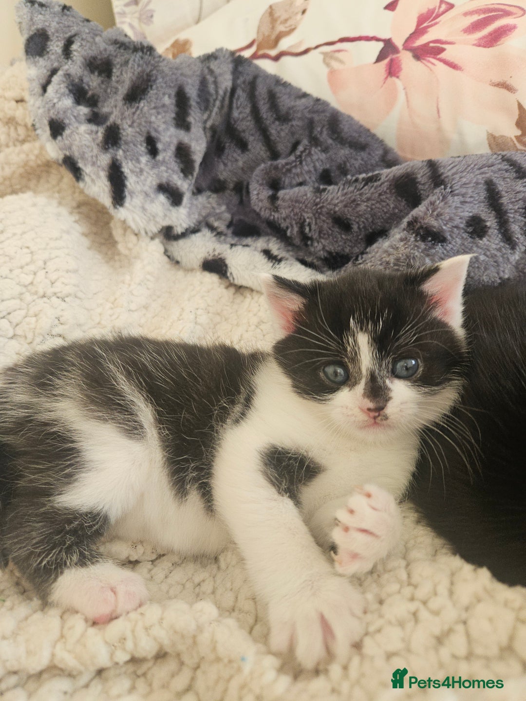 Mixed Breed cats for sale: Fluffy Female Kitten 10 weeks old  - Advert 2