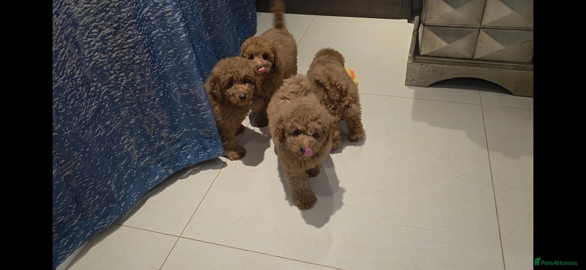 Toy Poodle dogs for sale: KC reg Beautiful red toy poodles. in Chislehurst - Advert 1