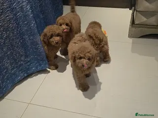 Toy Poodle dogs KC reg Beautiful red toy poodles. - Advert 3