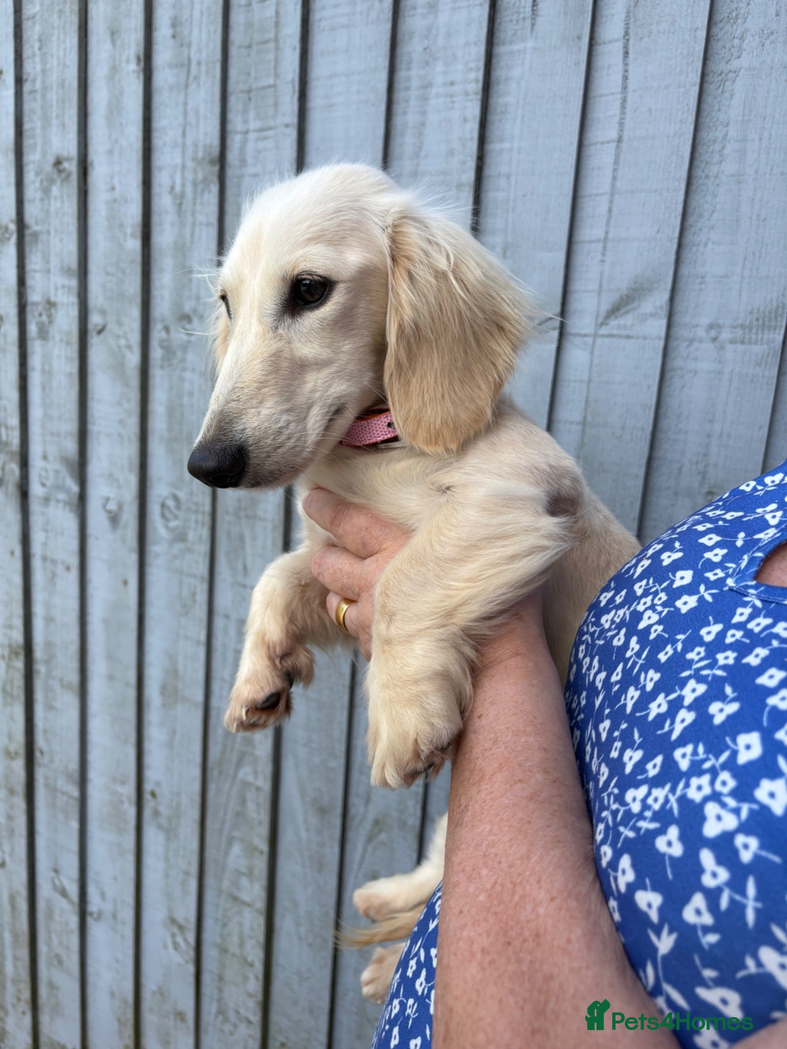 Miniature Dachshund dogs Adult Longhair Cream Female Miniature Dachshund.  - Advert 1