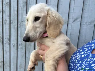 Miniature Dachshund dogs Adult Longhair Cream Female Miniature Dachshund. - Advert 1