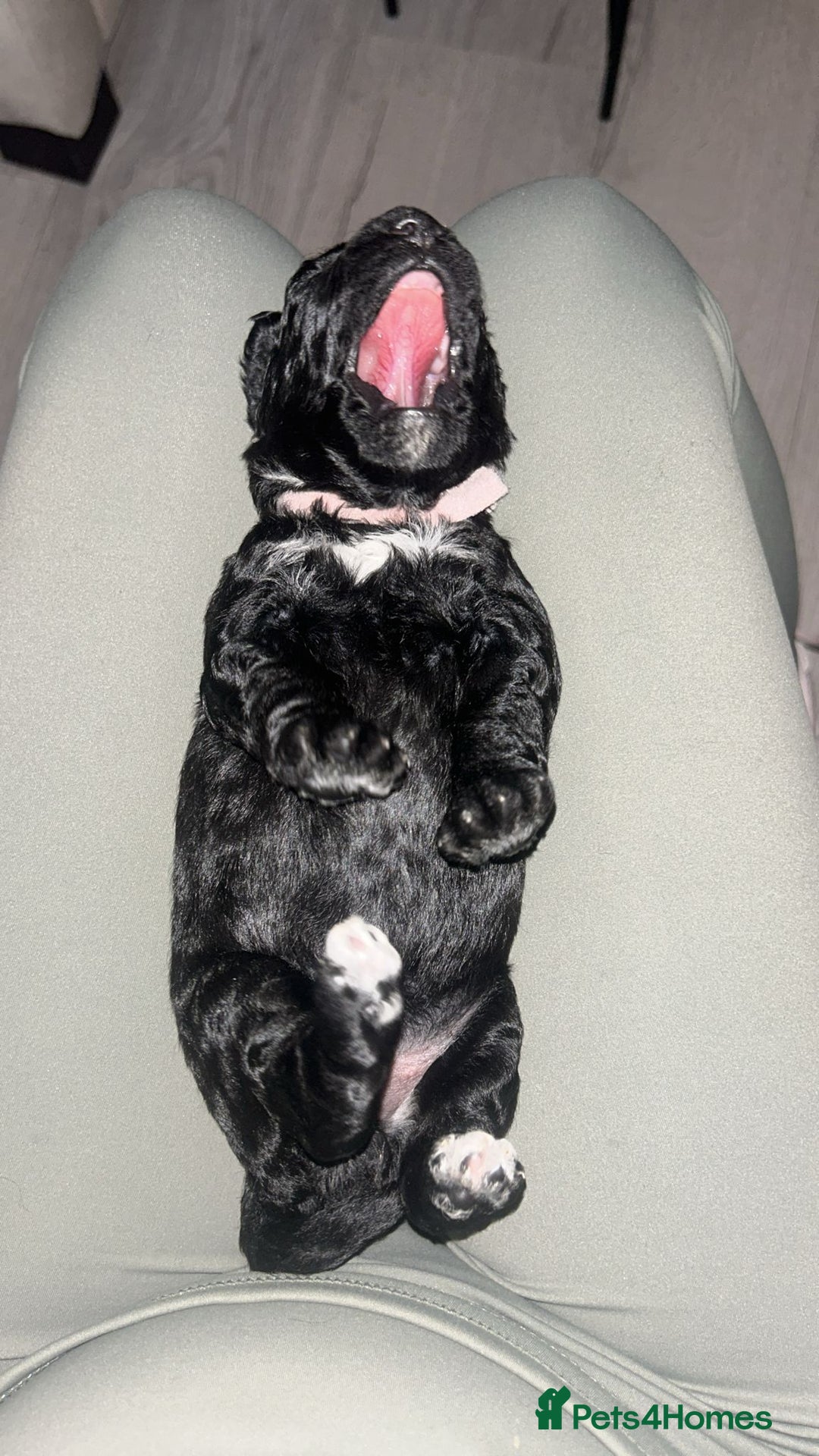 Cockapoo dogs for sale: F1 Cockapoo Puppies – 6 Newborn Pups - Advert 10