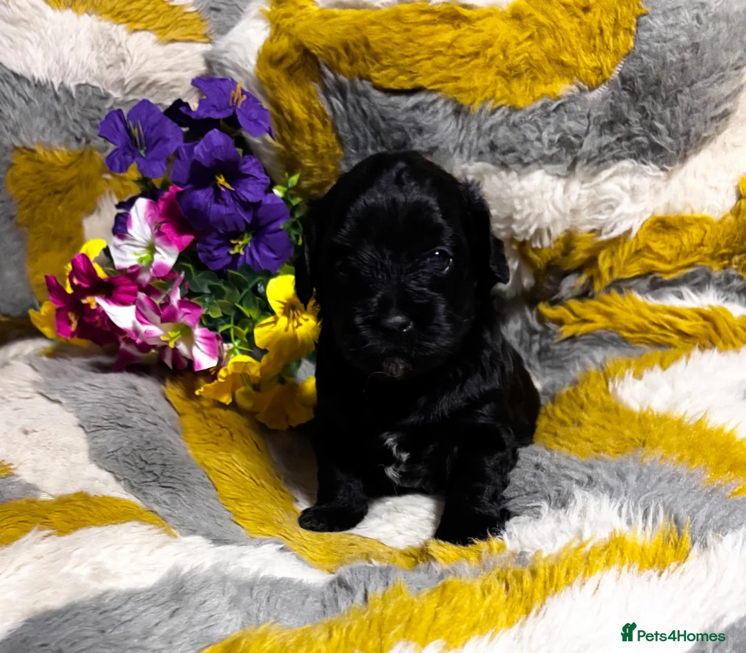 Maltipoo dogs for sale: Maltipoo’s rare colour parents tested Clear PRA - Advert 2