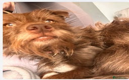 Patterdale Terrier dogs for sale: Rehome grandads 2 year old dog - Image 3