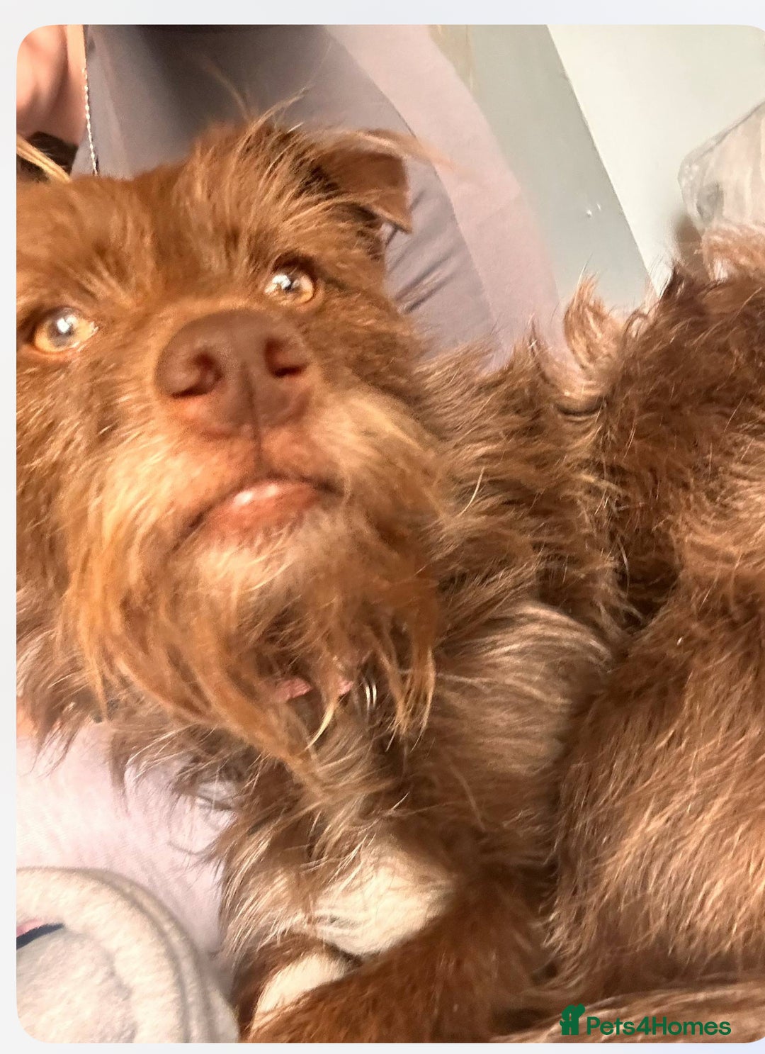 Patterdale Terrier dogs for sale: Rehome grandads 2 year old dog - Image 3