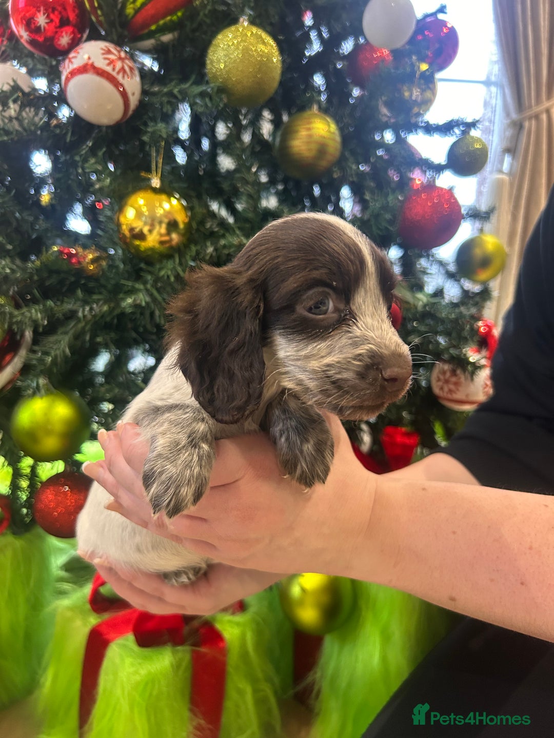 Cocker Spaniel dogs for sale: Cocker spaniel puppies  - Advert 8